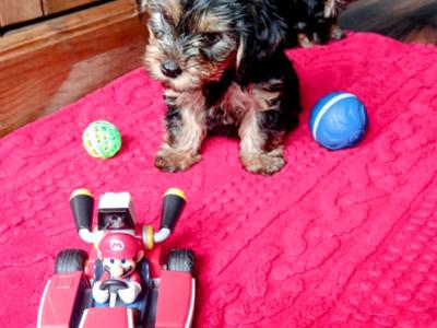 Stunning Yorkshire Terrier puppies