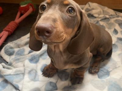 8 Week Old Miniature Dachshund Puppies in Limerick