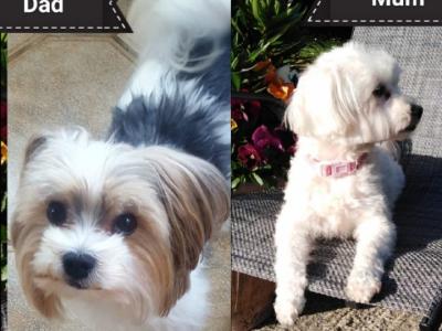 ❤️ Rare Biewer Yorkshire x Maltese puppies