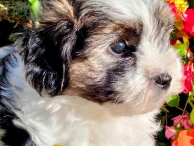 ❤️ Rare Biewer Yorkshire x Maltese puppies