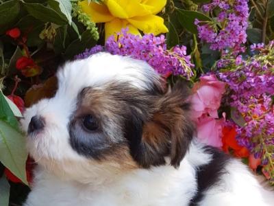 ❤️ Rare Biewer Yorkshire x Maltese puppies