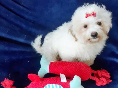 Gorgeous Cavachon/Bichon puppy male 🐶