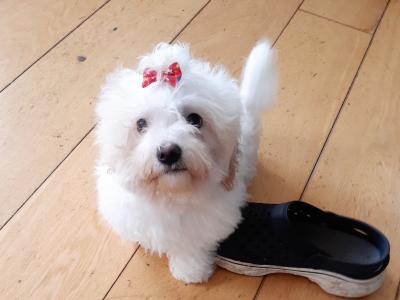 Gorgeous Cavachon/Bichon puppy male 🐶