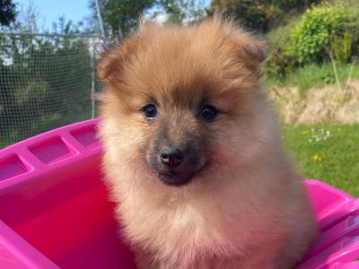 Pomeranian puppies in Cavan