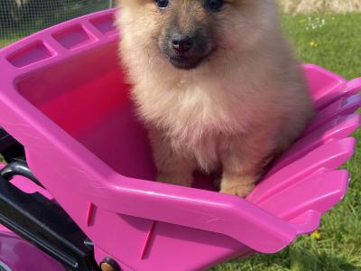 Pomeranian puppies in Cavan