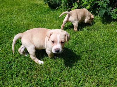 Labrador x Pointer puppies in Sligo