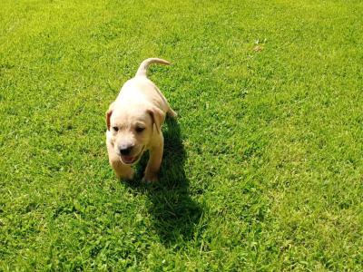 Labrador x Pointer puppies in Sligo