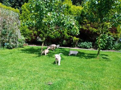 Labrador x Pointer puppies in Sligo