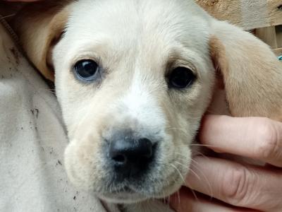Labrador x Pointer puppies in Sligo