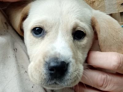 Labrador x Pointer puppies in Sligo