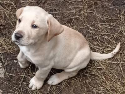Labrador x Pointer puppies in Sligo