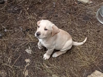 Labrador x Pointer puppies in Sligo