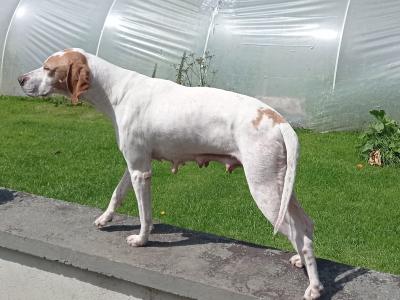 Labrador x Pointer puppies in Sligo