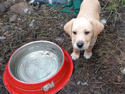 Labrador x Pointer puppies in Sligo