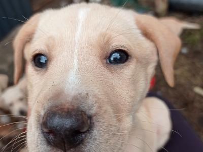 Labrador x Pointer puppies in Sligo