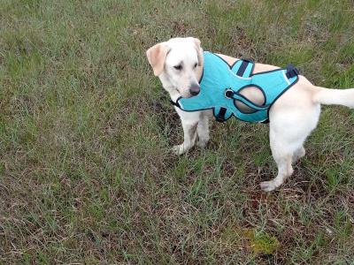 Labrador x Pointer puppies in Sligo