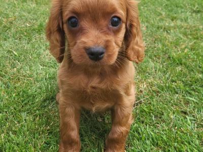 Cavalier x