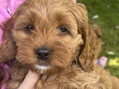 Beautiful Cockapoo puppies (2female and 4 male)