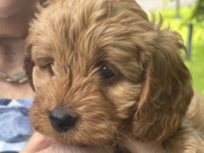 Beautiful Cockapoo puppies (2 Female and 1 male)