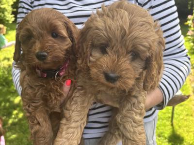 Beautiful Cockapoo puppies (2 Female and 1 male)
