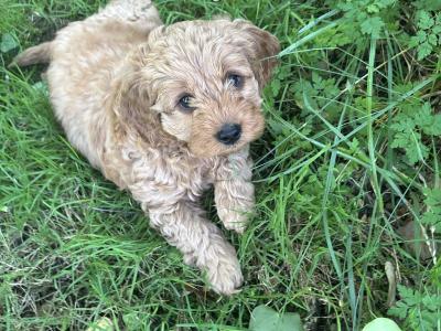 Beautiful Cockapoo puppies (2 Female and 1 male)