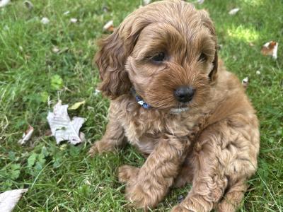 Beautiful Cockapoo puppies (2 Female and 1 male)