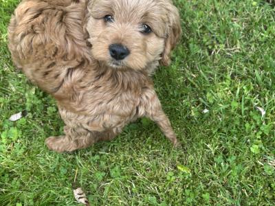 Beautiful Cockapoo puppies (2 Female and 1 male)