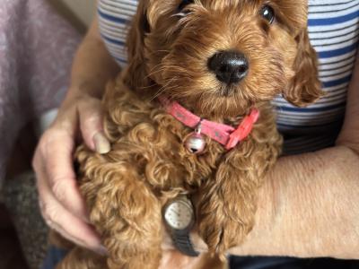 Beautiful Cockapoo puppies (2 Female and 1 male)