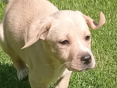 Labrador x Pointer puppies in Sligo