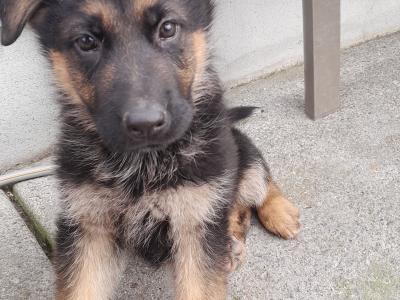 IKC Registered German Shepherd puppies for sale in Carlow