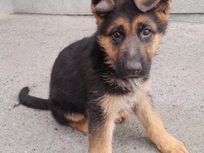IKC Registered German Shepherd puppies for sale in Carlow