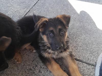 IKC Registered German Shepherd puppies for sale in Carlow