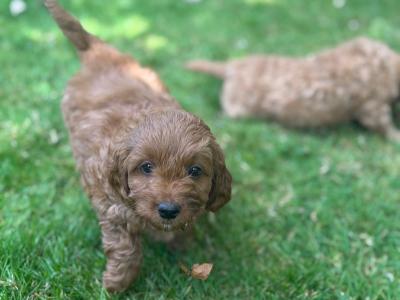 Beautiful Cockapoo puppies (2 Female and 1 male)