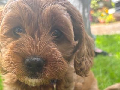 Beautiful Cockapoo puppies (2 Female and 1 male)