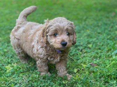 Beautiful Cockapoo puppies (2 Female and 1 male)