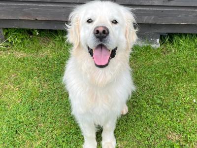 Golden Retriever for stud in Monaghan