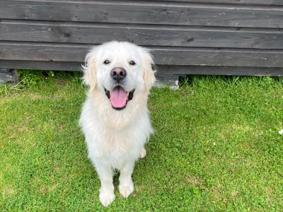 Golden Retriever for stud