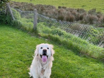 Golden Retriever for stud