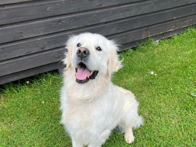 Golden Retriever for stud