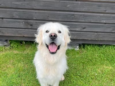 Golden Retriever for stud