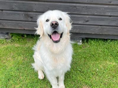 Golden Retriever for stud