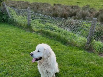 Golden Retriever for stud