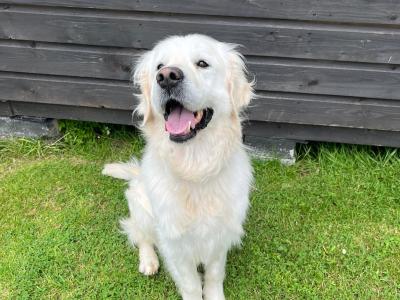 Golden Retriever for stud