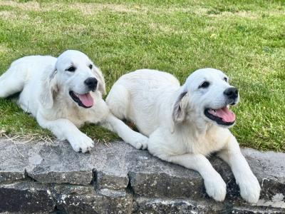 Gorgeous male Golden Retriever puppies