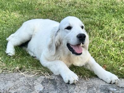 Gorgeous male Golden Retriever puppies