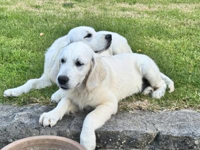 Gorgeous male Golden Retriever puppies