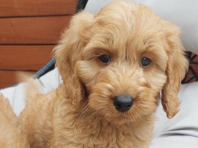 ✨️Gorgeous Cockapoo Puppies ✨️