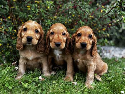IKC Registered Champion English Cocker Spaniel puppies in Offaly