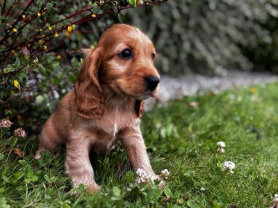 IKC Registered Champion English Cocker Spaniel puppies in Offaly
