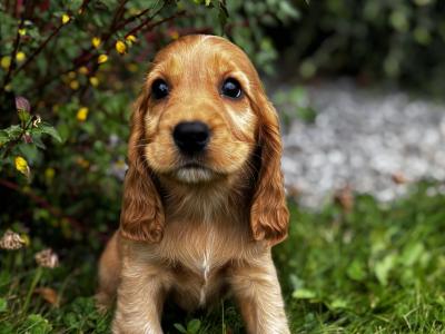 IKC Registered(pending) Champion English Cocker Spaniel puppies in Offaly